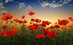 ANZAC-Day-anzac-day-34320837-1920-1200