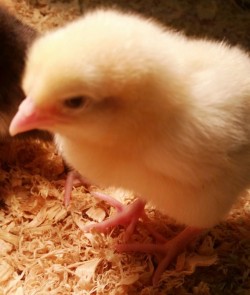 chick photo.